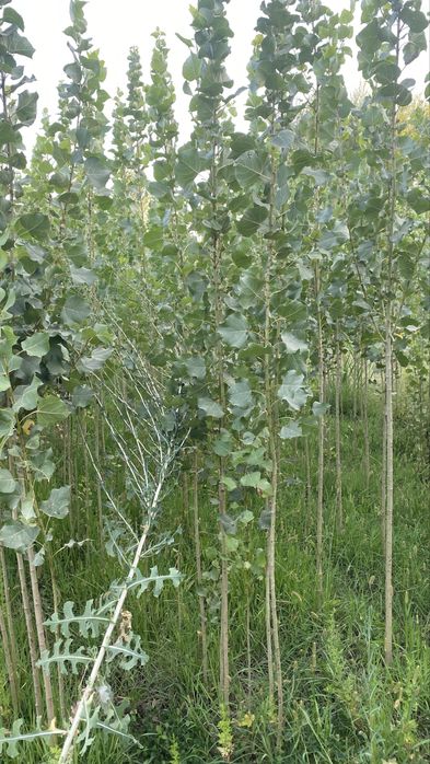 Тополь, Вязь Елка и слива