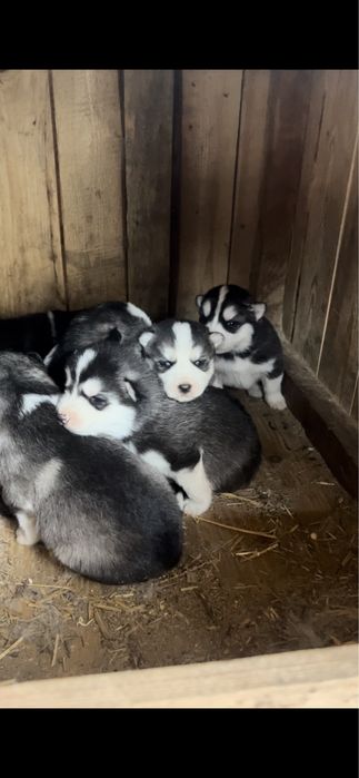 Продам щенков хаски