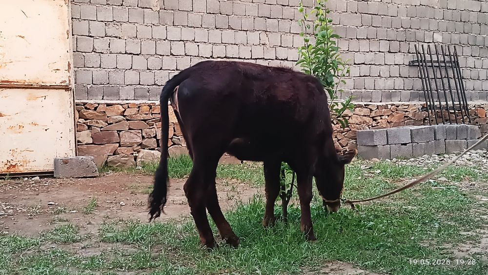 Mol. Buziq, Urg'ochi