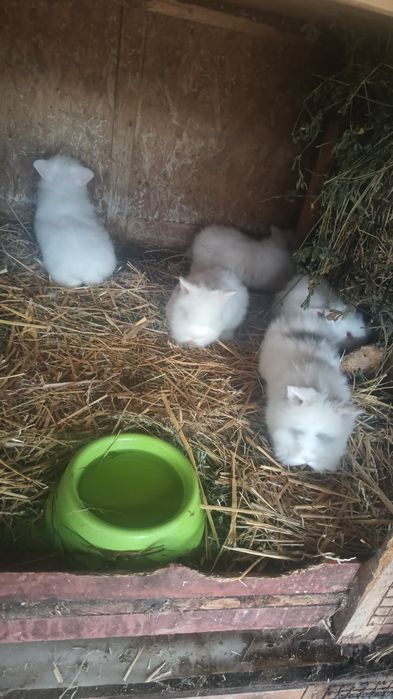 Vând masculi iepurași cap de leu rasa pura