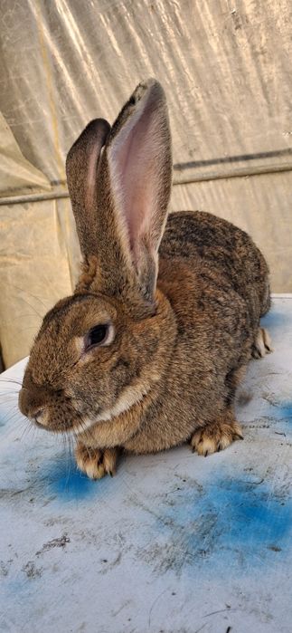 Iepuroaică de vânzare