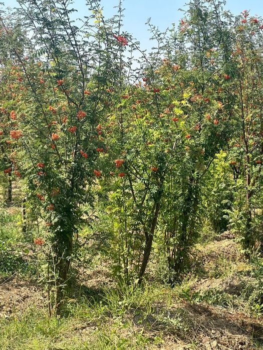 Рябина крупномеры 5-8м