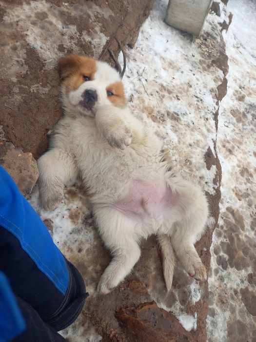 Щенки Сенбернара