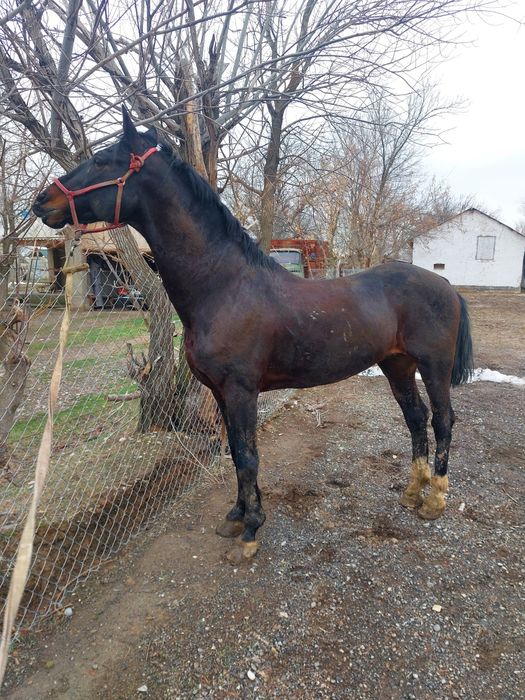 Көкпар айғыры сатылады