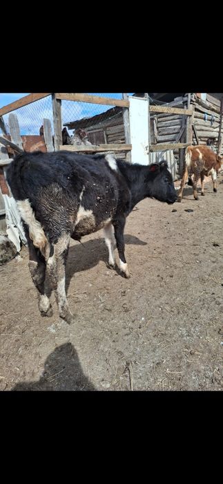 Продам двух бычков