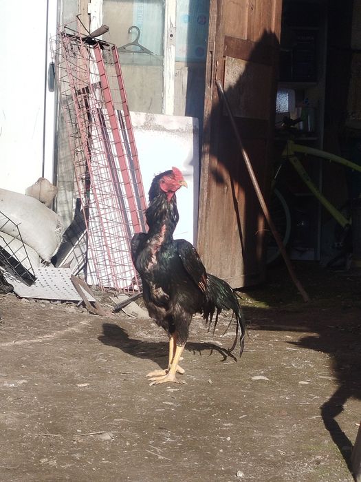 Дакан калашник бой