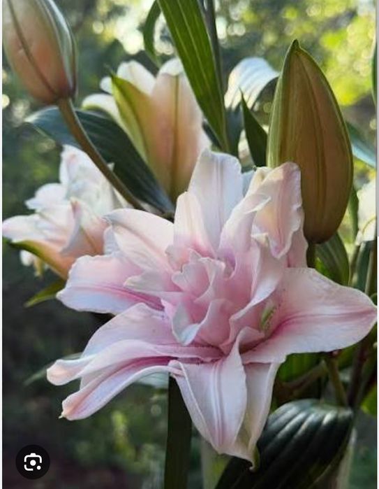 Лилия гули пиёзлари Луковки лилии