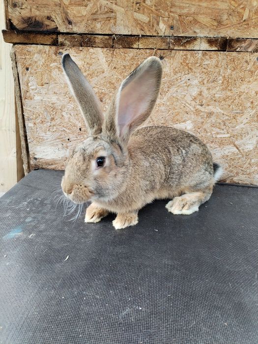 Vând iepuri uriaș german de 3luni  numai masculi.