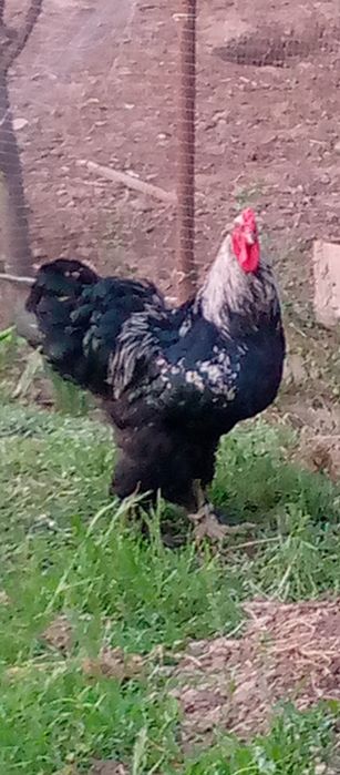 Тухум хонаки товуклар