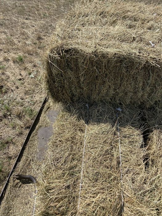 Продам сено в тюках и в рулонах