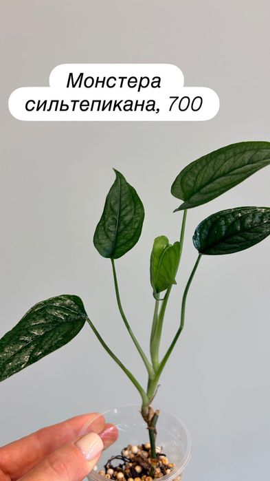 Монстеры мелколистные, Тайка