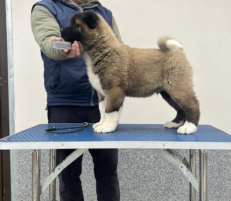 Catei American akita