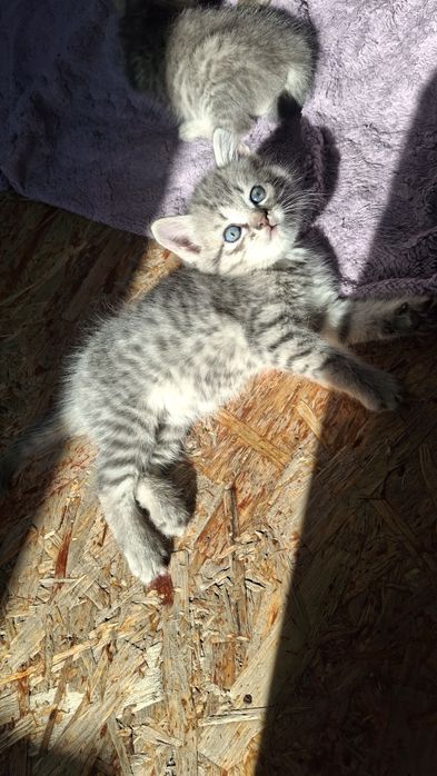 Очень милые котята
