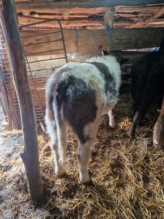 Vand 15 vitei frumosi si grasi