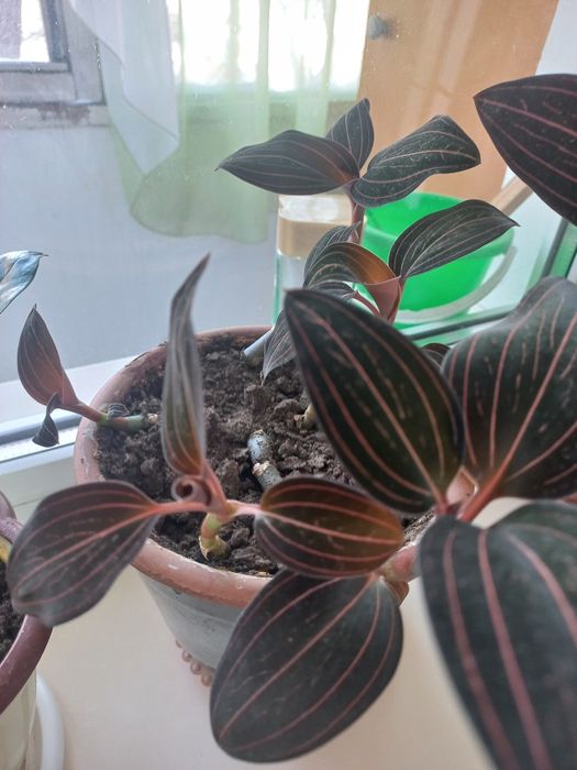 Цветы комнатные  Лудезия, семейства Орхидейные