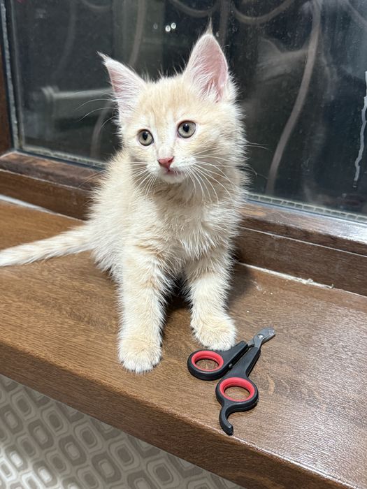Котенок смешанного мейн куна