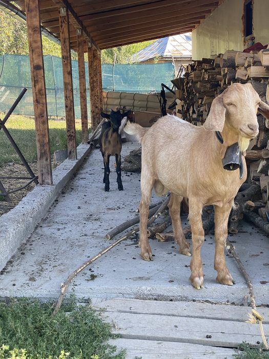 Țap anglo nubian si iedița alpin francez