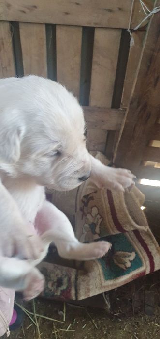 Ұрғашы күшіктер тегін