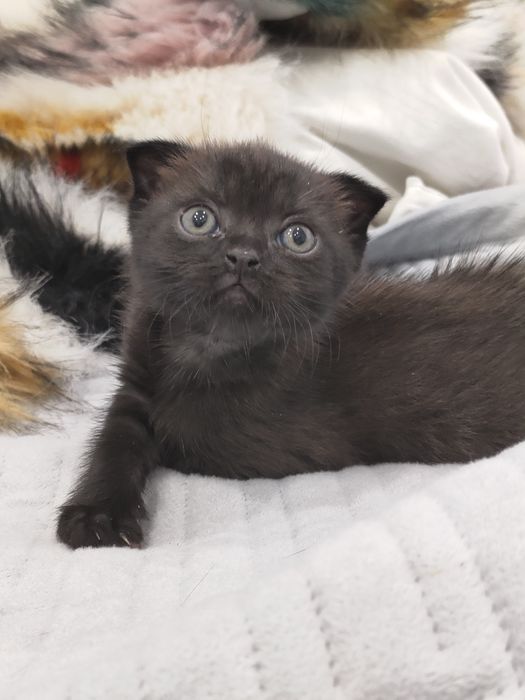 Шотландские котятки