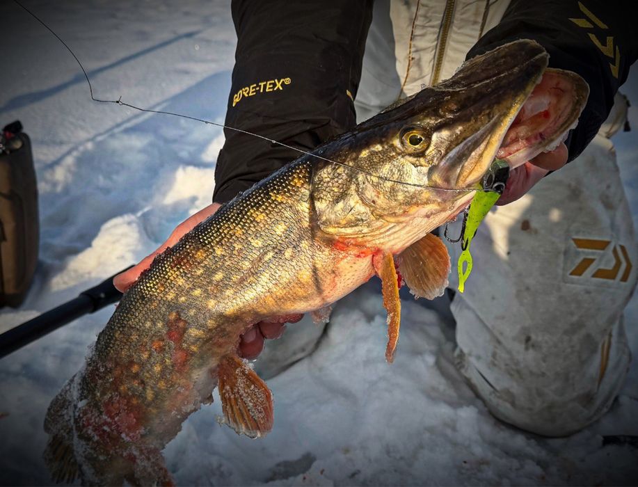 Баласир приманка на судака и щуку