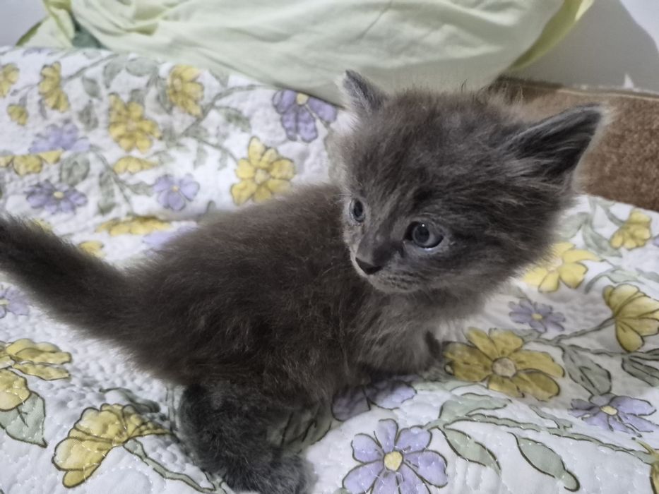 Котята в хорошие руки