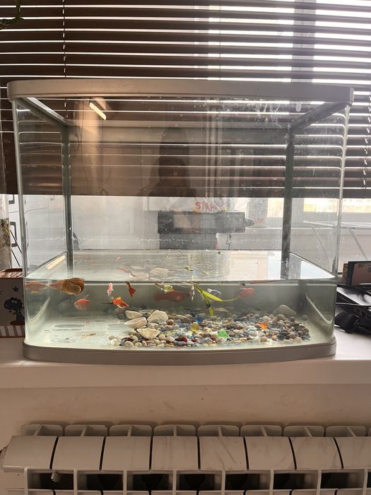 Аквариум с рыбками