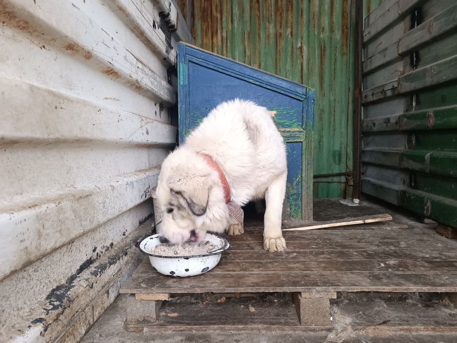 Продаются собаки .порода алабай