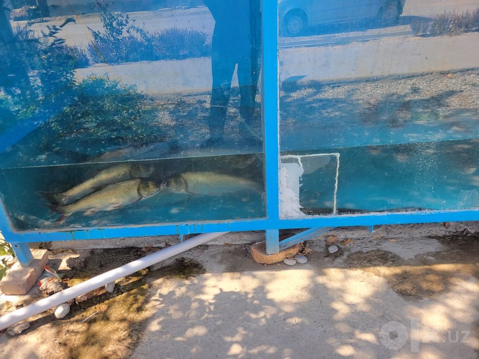 Балик сотишга Akvarium sotiladi mustaxkam 2.50 ga 1.40