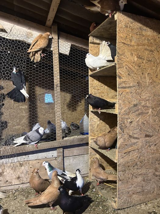 Jucatori pana simpla