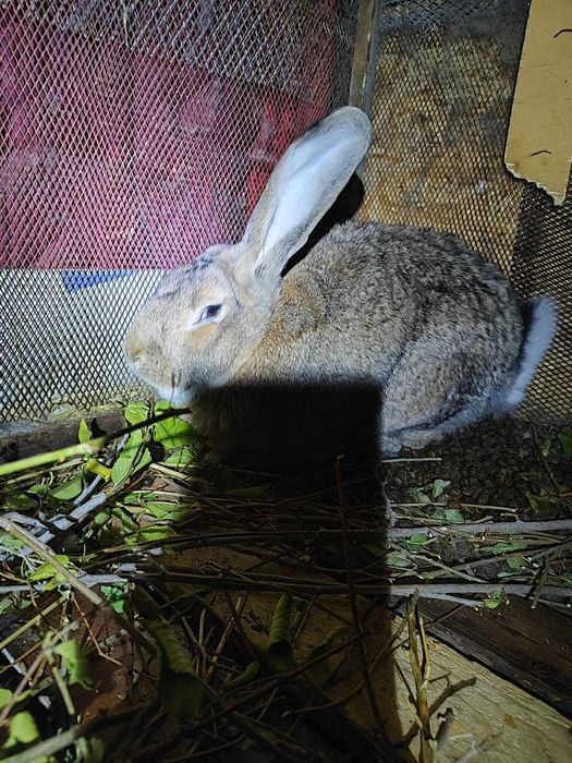 Продам кроликов!