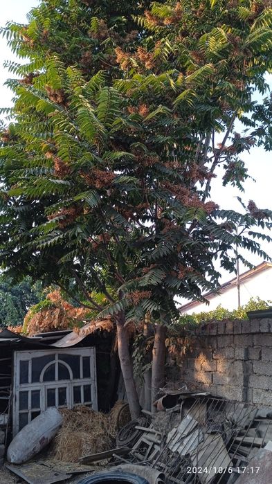 Катта Ўрик ва яна 2 та дарахт сотилади