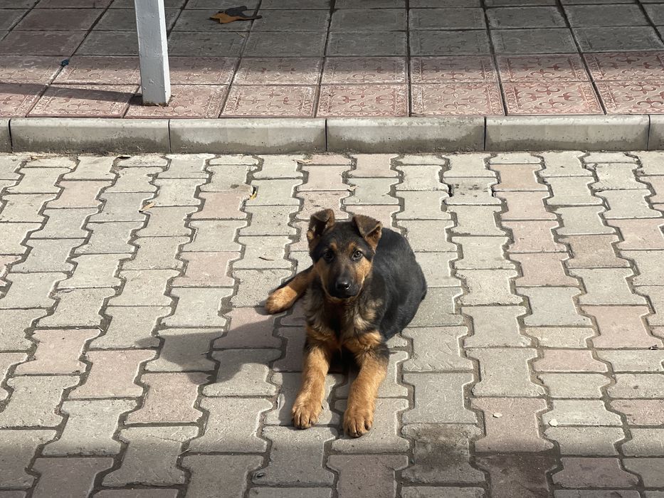 Немецкая овчарка