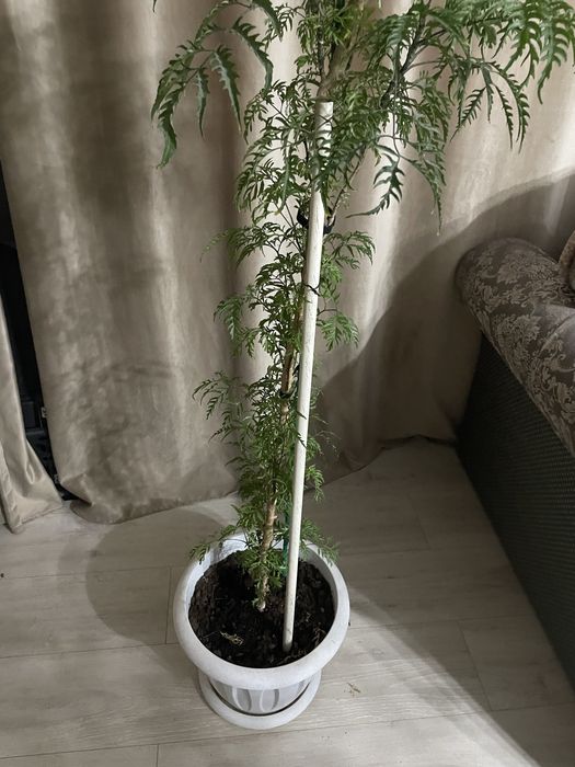 Продам азалию метельчитаю