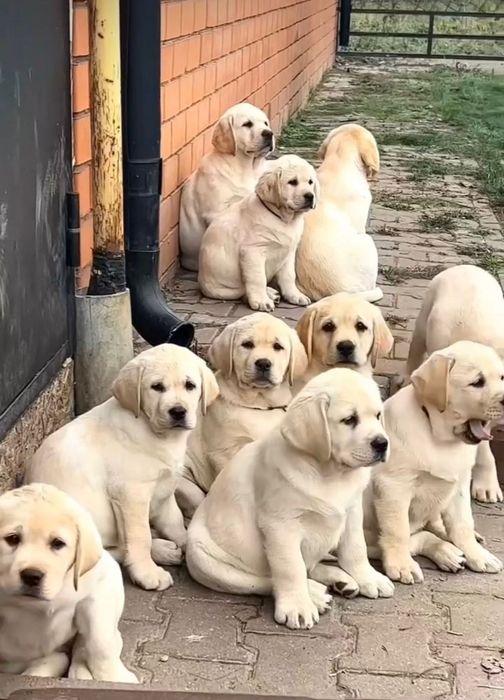 Щеночки Лабрадор Ретривер