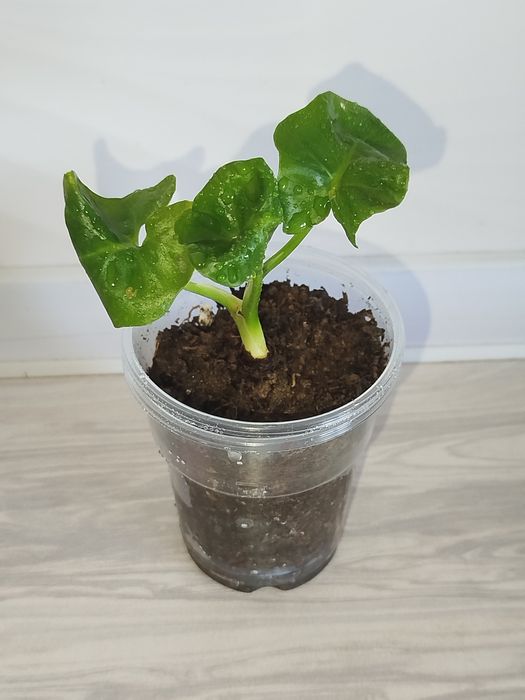 Feladendron Atom detkasi