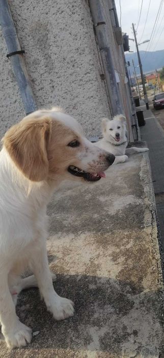 Подарявам добро куче