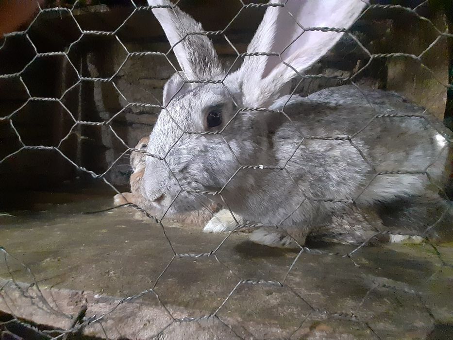 Iepuri Belgieni de vânzare 6 luni