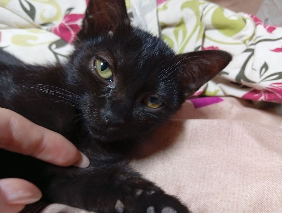 Котята даром 3 месяца