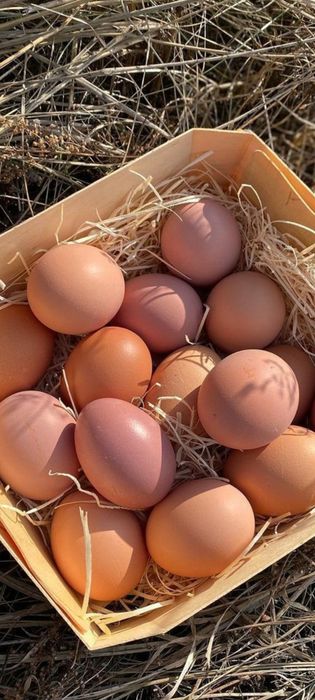 Яйцо для гадания лечения  домашнее продам