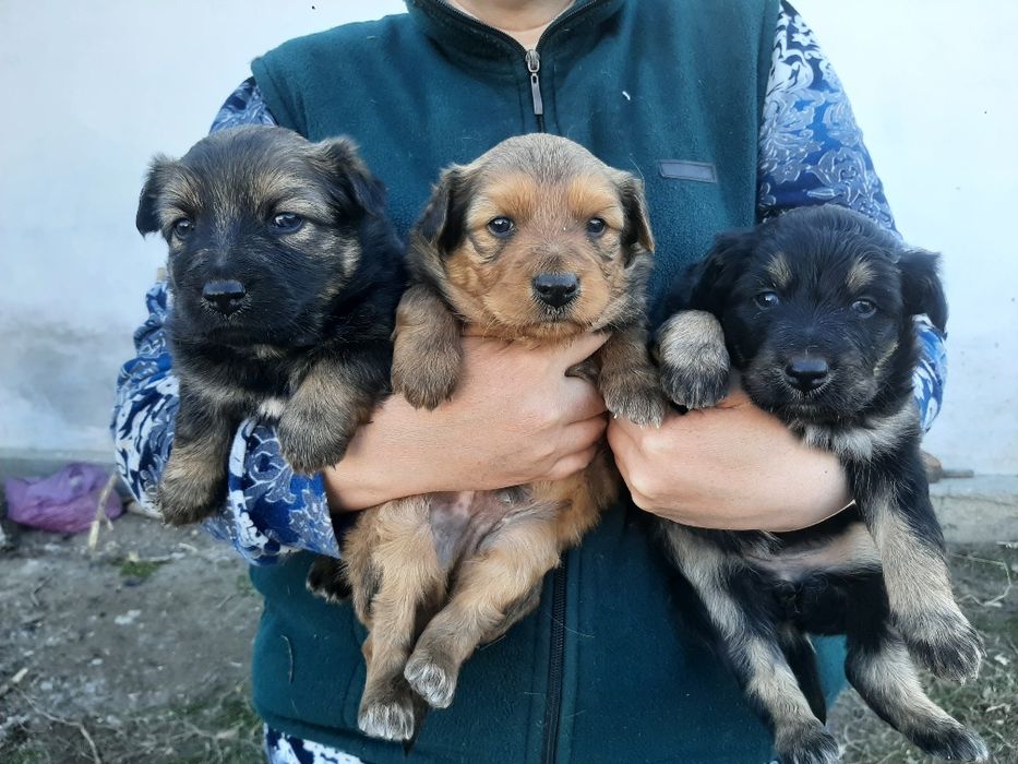 Животные , щенки  больше месяца