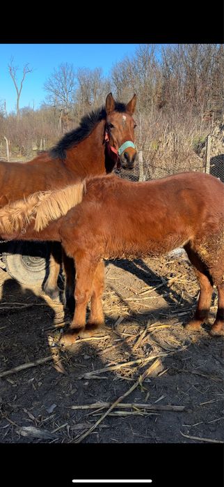 De vânzare manz(armasar) de 8 luni
