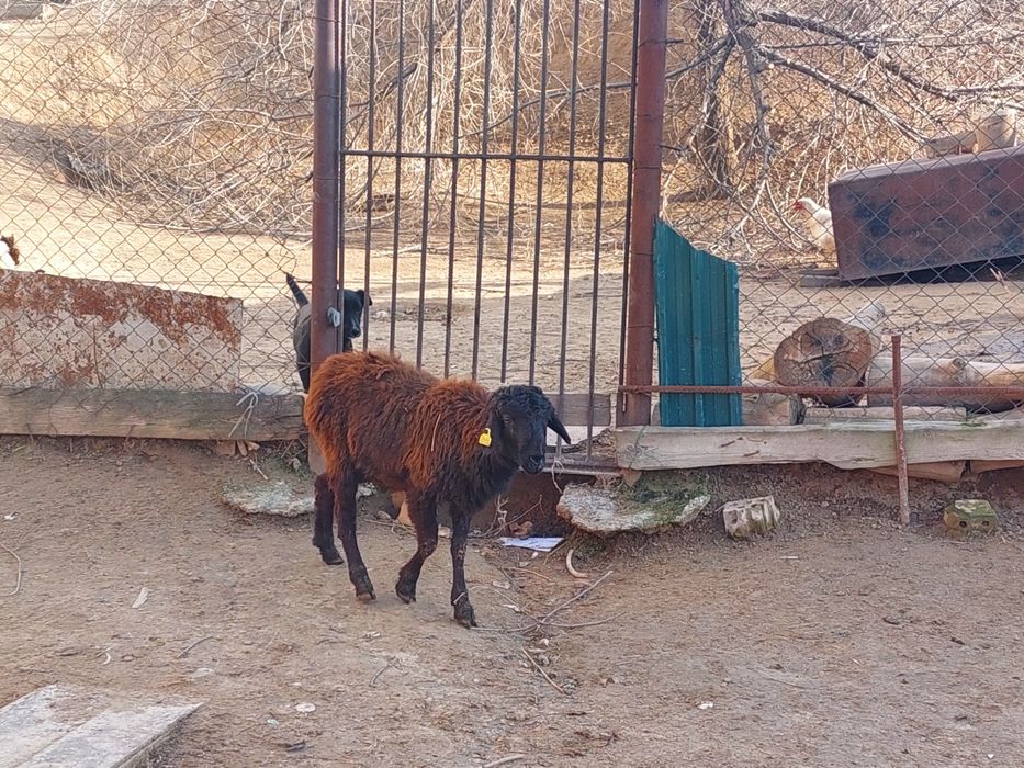 Еркек токты сатылады