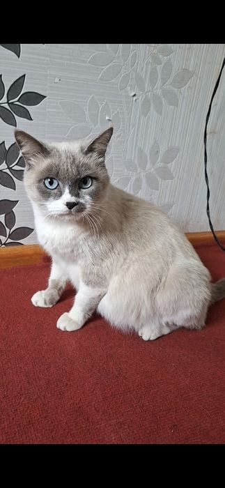 СРОЧНО! Кошка Сиамской породы беременная