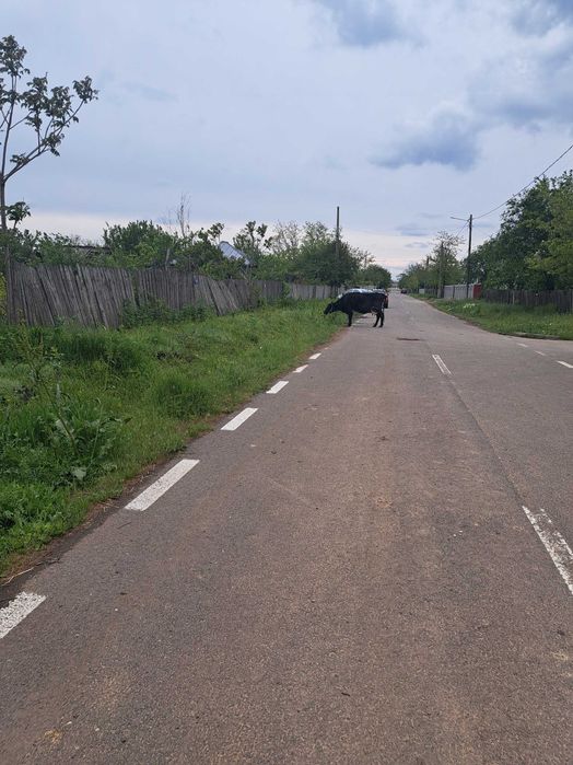 Vand casa batraneasca Brăila, sat Tataru, comuna Dudesti