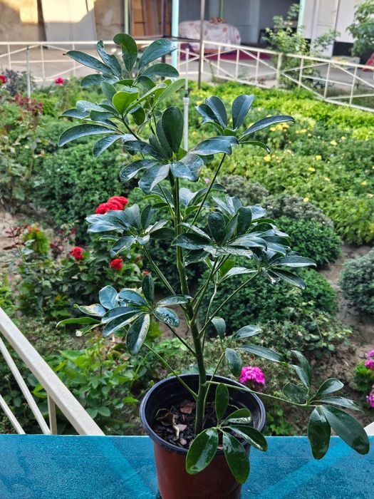 Үй гулдері сатылады