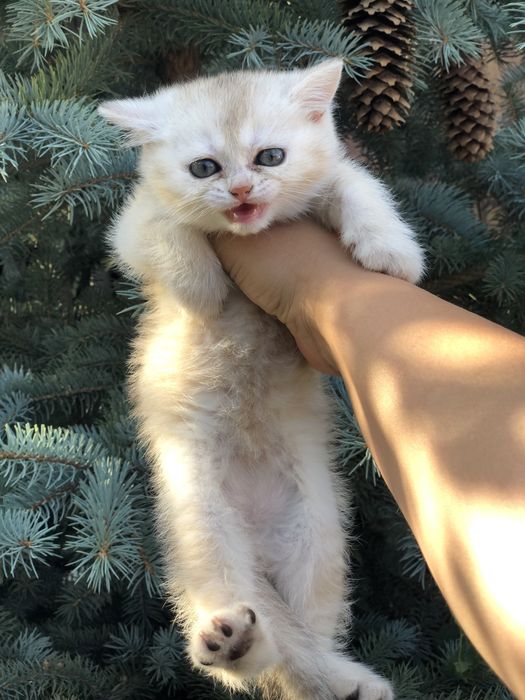 Котята 1,5 мес шиншилловые