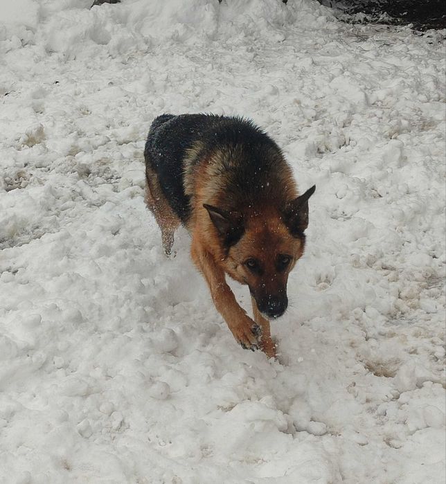 Щенки немецкой овчарки