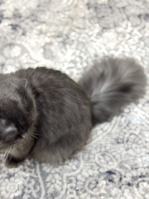 Самец, скоттиш страйт хайленд