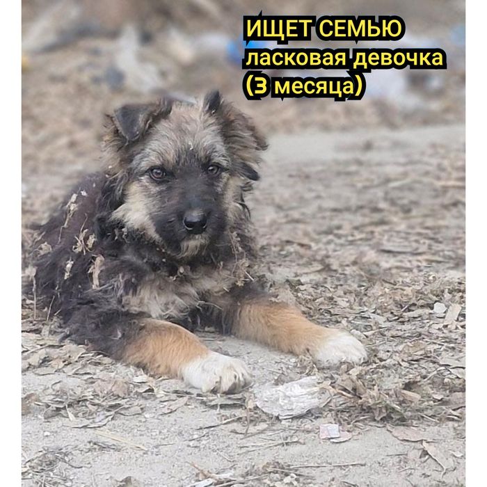 Ищет дом 3 месяца девочка