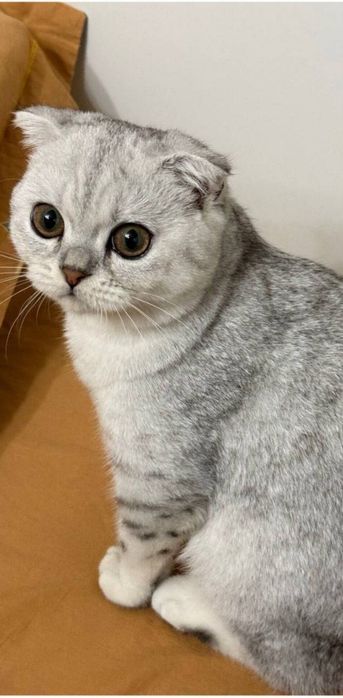 Серебристая Шиншилла вязке